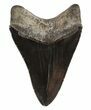 Grey, Serrated Megalodon Tooth - Georgia #54853-2